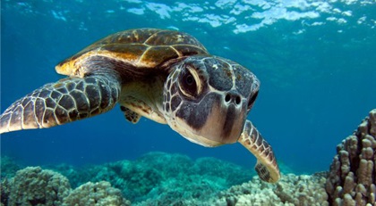 CARETTA